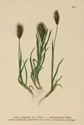 Oat-grass
